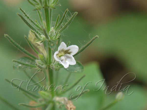 Tentacled Spiny Bottlebrush
